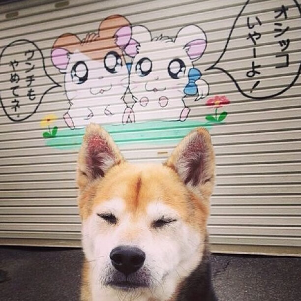 高校体育志愿者服务项目覆盖更多赛事，大型体育赛事志愿者