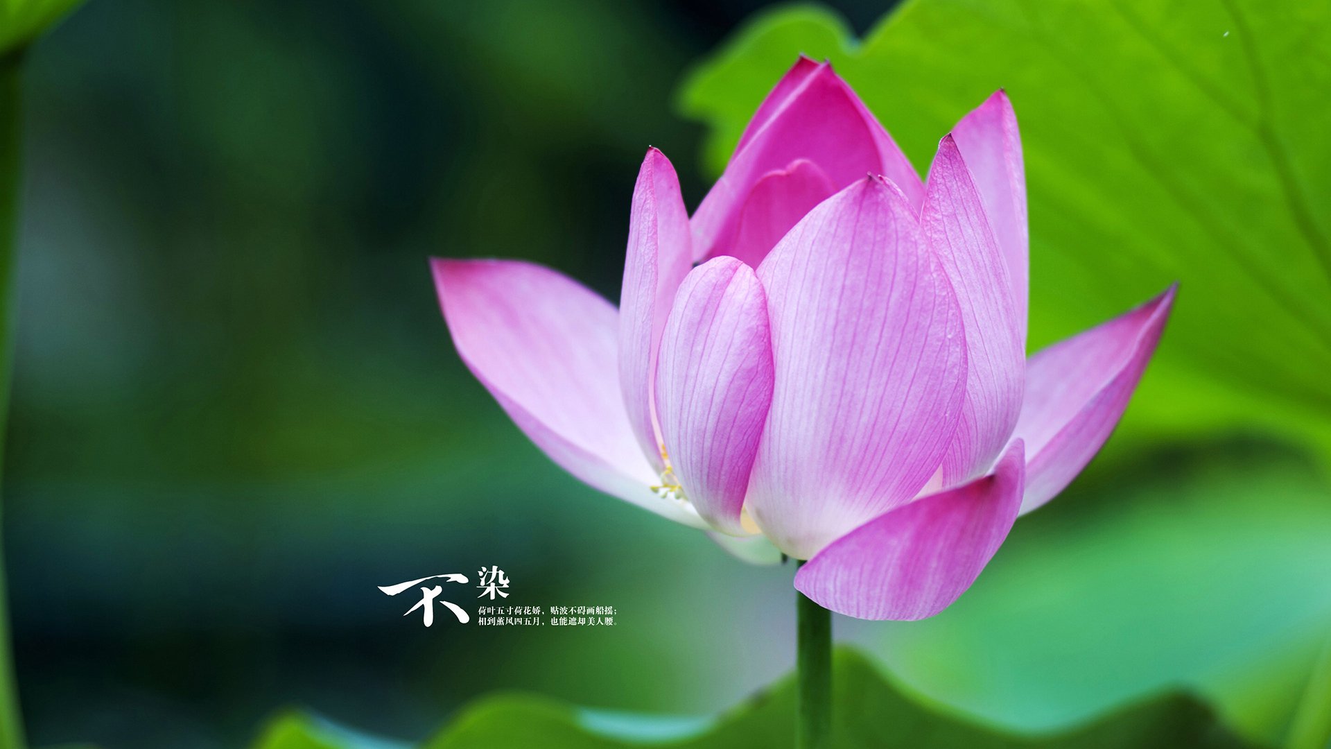 “帕布罗·马特拉：美洲狮队的防守标杆，未来发展不可限量”